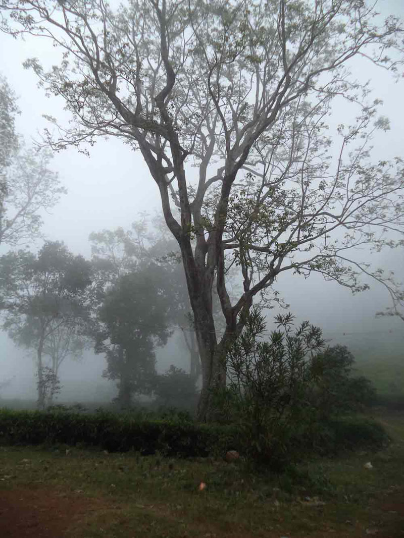 50 Acre healthy tea estate with house in Solormatam, Ooty