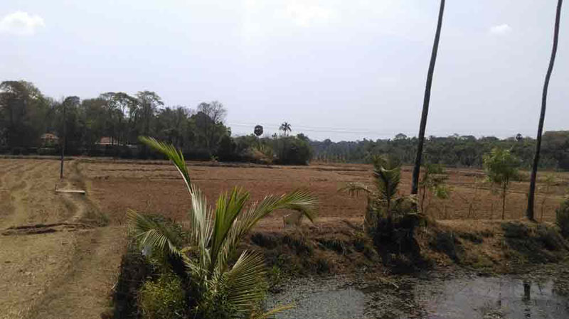 6.5 Acre paddy land in Kunissery, Palakkad
