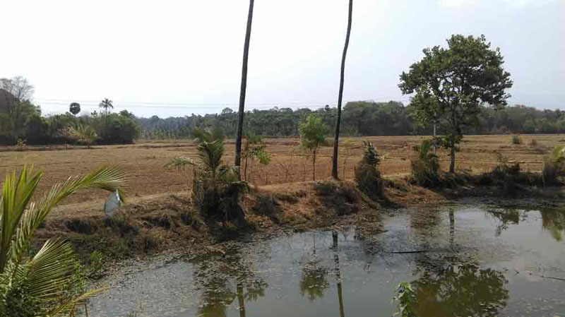 6.5 Acre paddy land in Kunissery, Palakkad