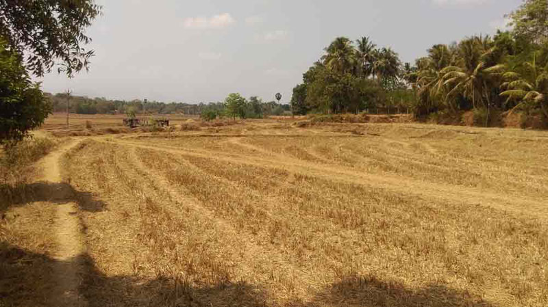 6.5 Acre paddy land in Kunissery, Palakkad