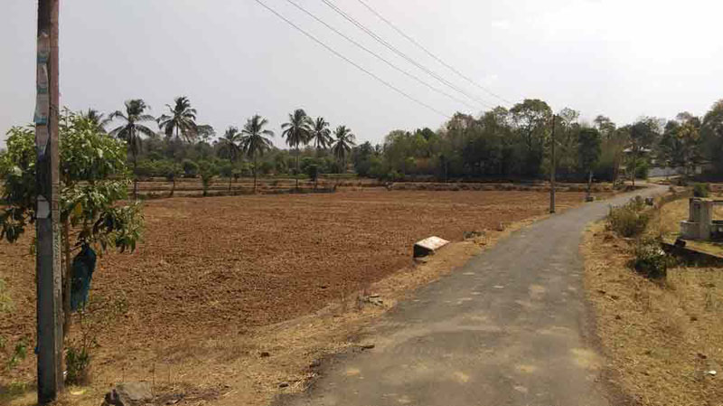 6.5 Acre paddy land in Kunissery, Palakkad