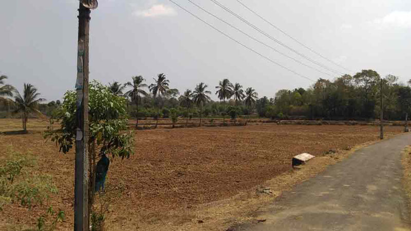 6.5 Acre paddy land in Kunissery, Palakkad