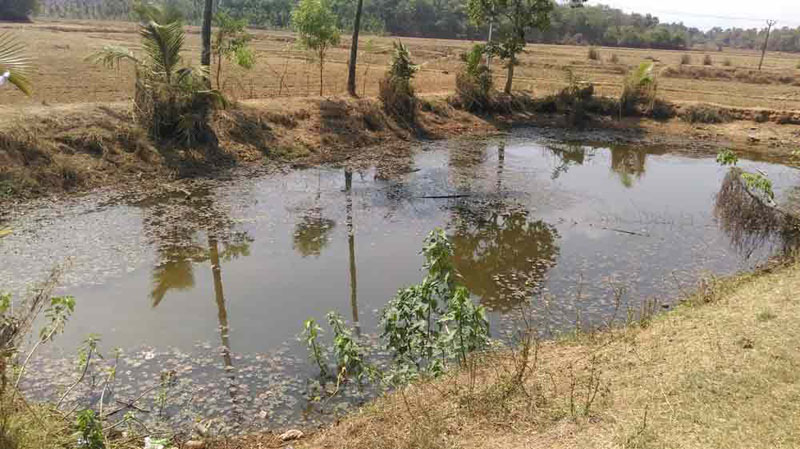 6.5 Acre paddy land in Kunissery, Palakkad