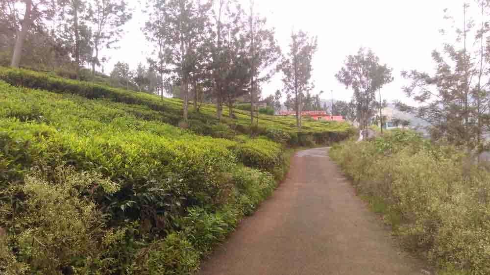 1 Acre farm land for sale Kotagiri