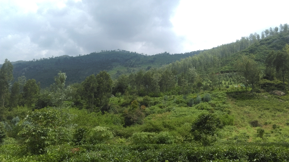 10 Agricultural, land for sale in Kotagiri