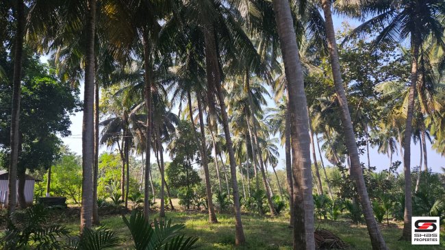 5 Acre coconut farm for sale in Palakkad