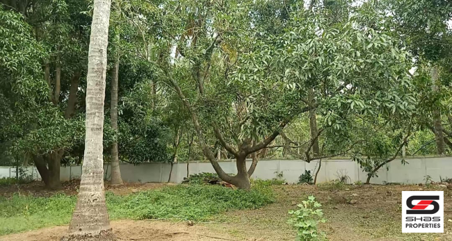 Coconut farmland for sale in Kozhinjampara, Palakkad