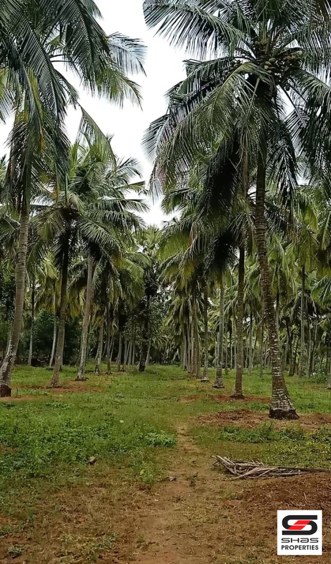 Coconut farmland for sale in Kozhinjampara, Palakkad