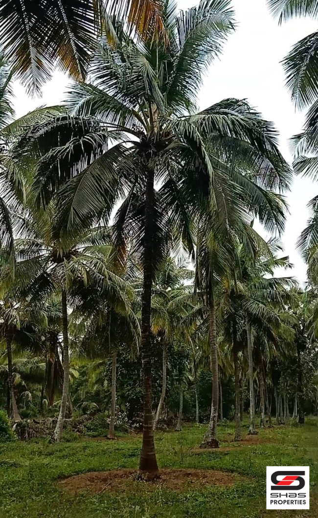 Coconut farmland for sale in Kozhinjampara, Palakkad