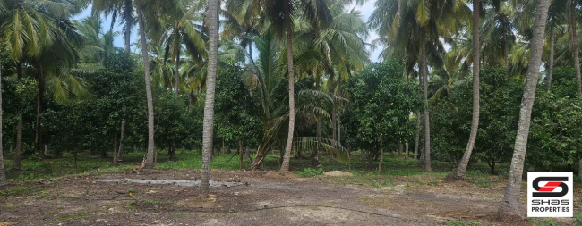 Agricultural land for sale in Chamanapathy, Palakkad