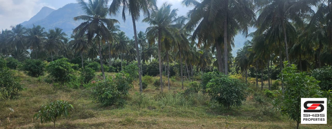 Farmland for sale in Chamanapathy, Palakkad