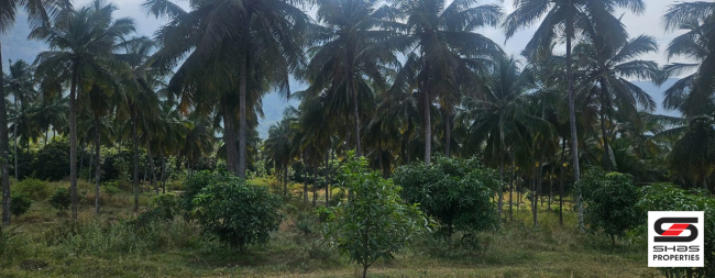 Farmland for sale in Chamanapathy, Palakkad