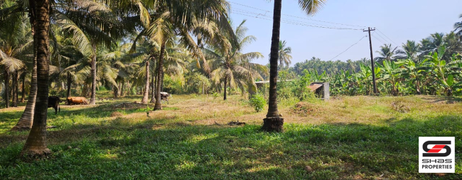 Farmland for sale in Kozhinjampara, Palakkad