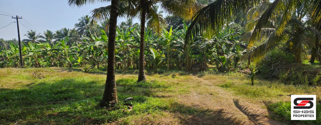 Farmland for sale in Kozhinjampara, Palakkad