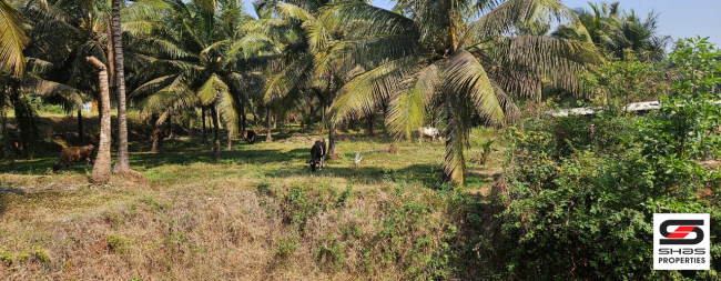 Farmland for sale in Kozhinjampara, Palakkad