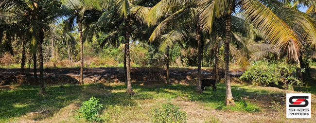 Farmland for sale in Kozhinjampara, Palakkad