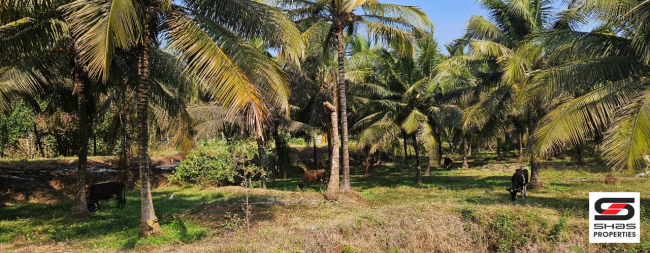 Farmland for sale in Kozhinjampara, Palakkad