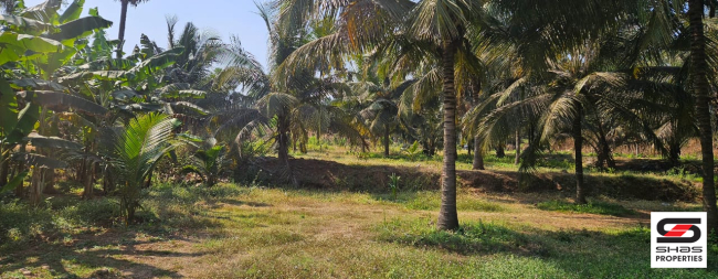 Farmland for sale in Kozhinjampara, Palakkad