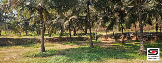 Farmland for sale in Kozhinjampara, Palakkad