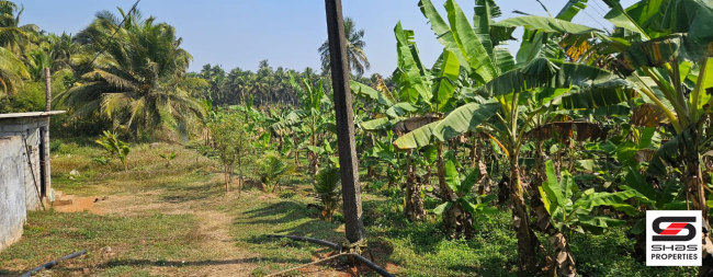 Farmland for sale in Kozhinjampara, Palakkad