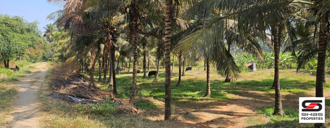 Farmland for sale in Kozhinjampara, Palakkad