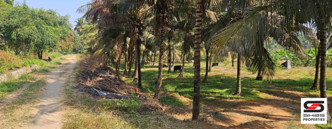 Farmland for sale in Kozhinjampara, Palakkad