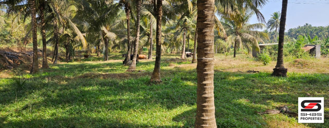 Farmland for sale in Kozhinjampara, Palakkad