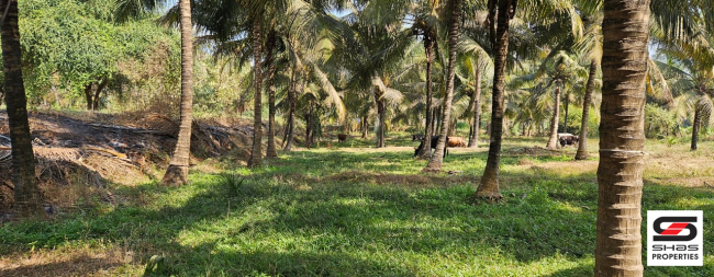 Farmland for sale in Kozhinjampara, Palakkad