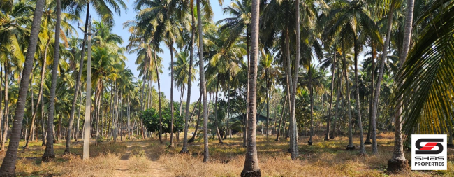 Farmland in Kozhinjampara, Palakkad for sale