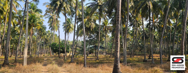 Farmland in Kozhinjampara, Palakkad for sale