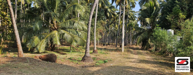 Farmland in Kozhinjampara, Palakkad for sale