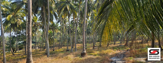 Farmland in Kozhinjampara, Palakkad for sale