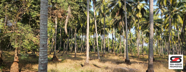 Farmland in Kozhinjampara, Palakkad for sale