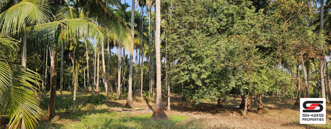 Farmland in Kozhinjampara, Palakkad for sale