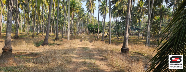 Farmland in Kozhinjampara, Palakkad for sale