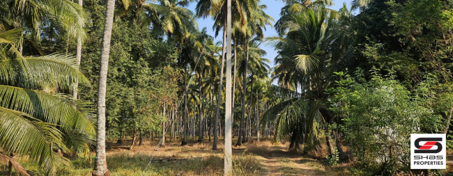 Farmland in Kozhinjampara, Palakkad for sale