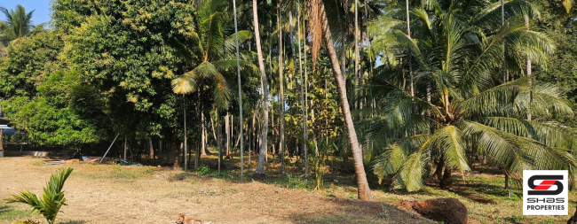 Farmland in Kozhinjampara, Palakkad for sale