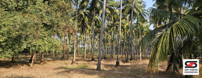 Farmland in Kozhinjampara, Palakkad for sale