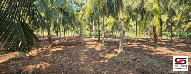 2.5 Acre farmland for sale in Kozhinjampara, Palakkad