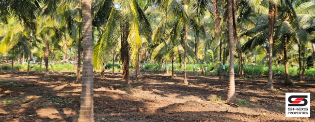 2.5 Acre farmland for sale in Kozhinjampara, Palakkad