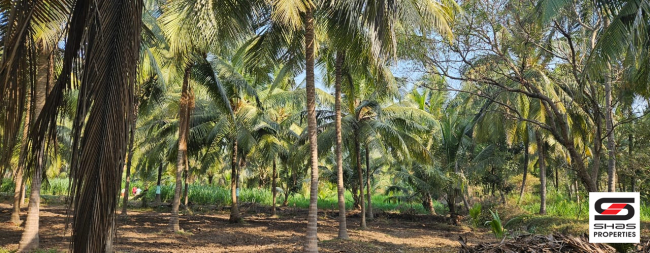 2.5 Acre farmland for sale in Kozhinjampara, Palakkad