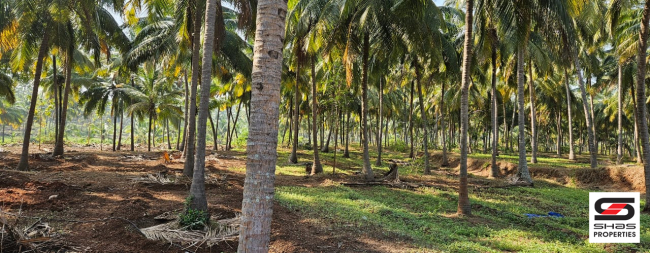 Farmland for sale in Kozhinjampara, Palakkad