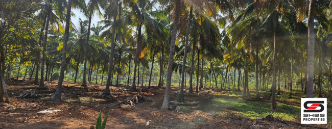 Farmland for sale in Kozhinjampara, Palakkad