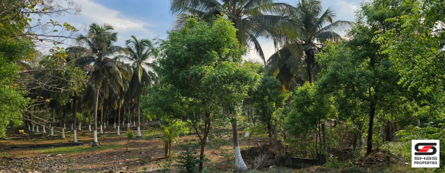 Farmland with house for sale in Kozhinjampara, Palakkad