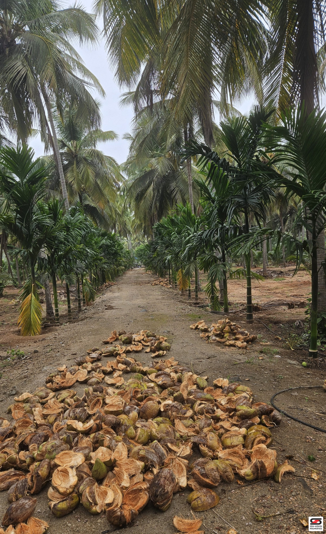 Farmland for sale in Nadupuni, Coimbatore