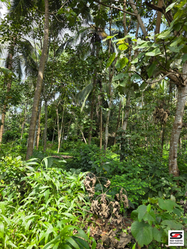 Farmland for sale near Pattambi, Palakkad