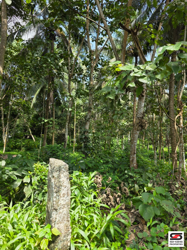 Farmland for sale near Pattambi, Palakkad