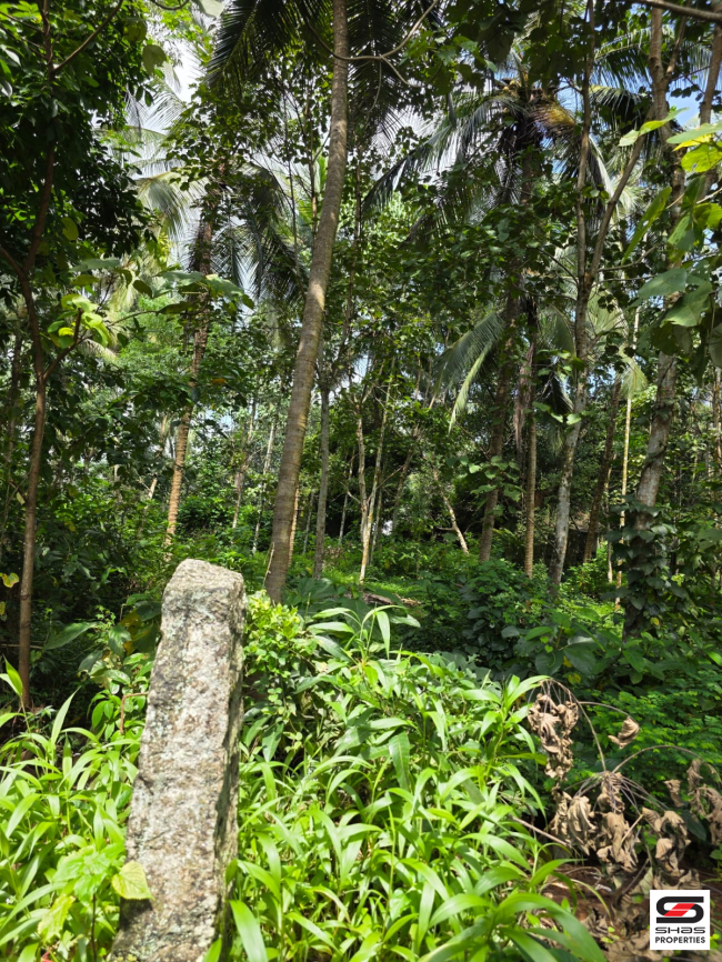 Farmland for sale near Pattambi, Palakkad