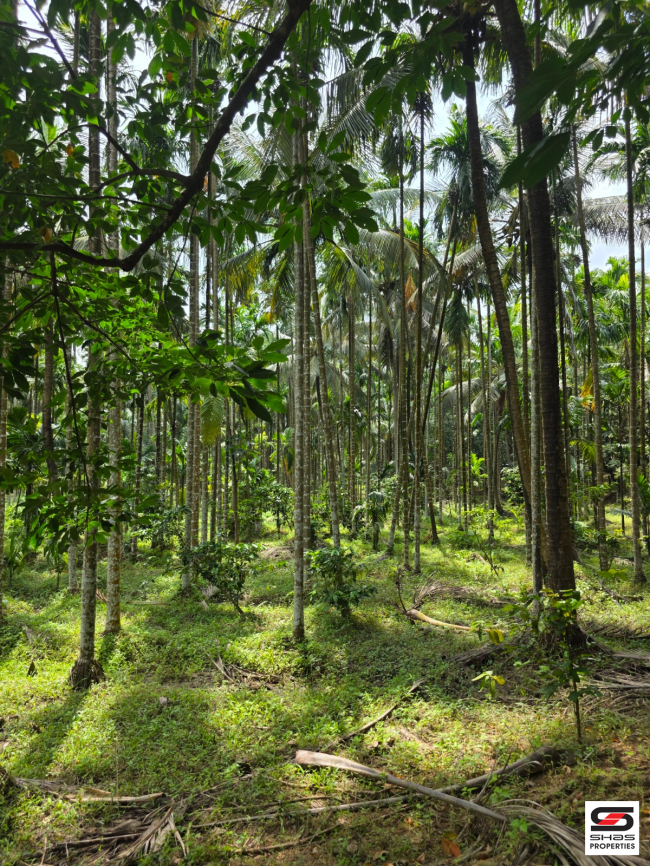 Farmland for sale in Malampuzha, Palakkad