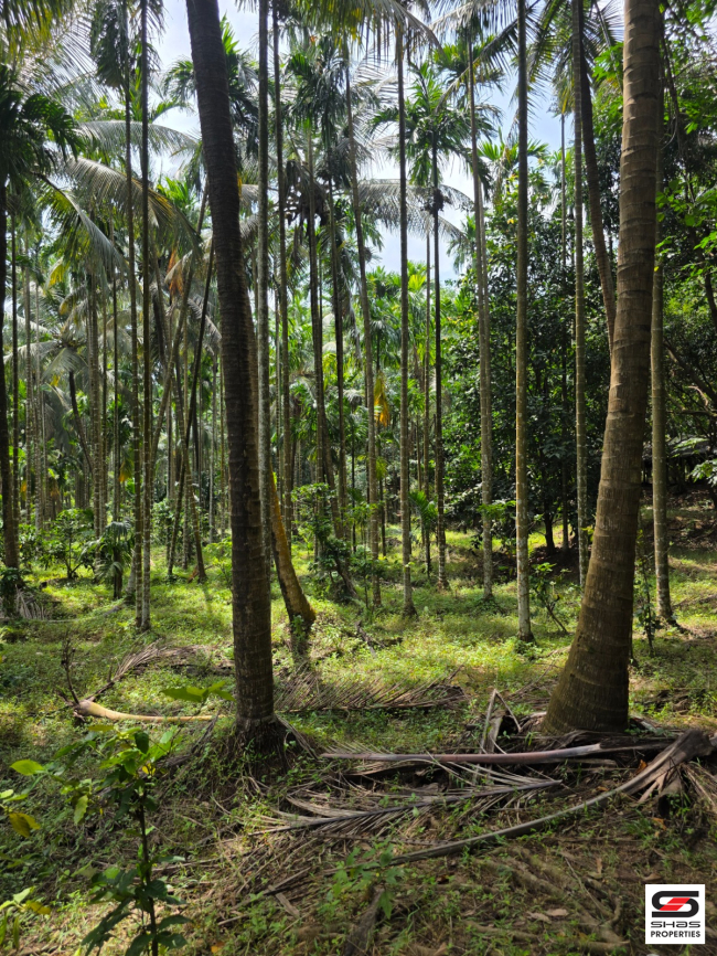 Farmland for sale in Malampuzha, Palakkad
